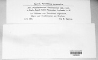 Naohidemyces vaccinii image